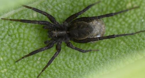 Pardosa sp.